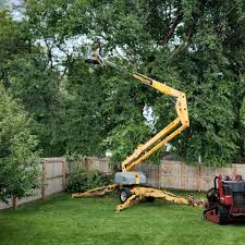 How Our Tree Care Process Works  in  Centreville, MS