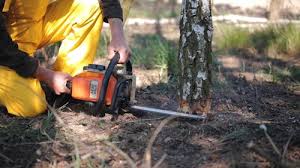 Lawn Pest Prevention in Centreville, MS
